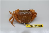 藏品(拉氏清溪蟹)的圖片